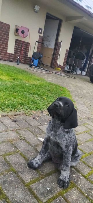 Szczeniak Wyżeł Niemiecki