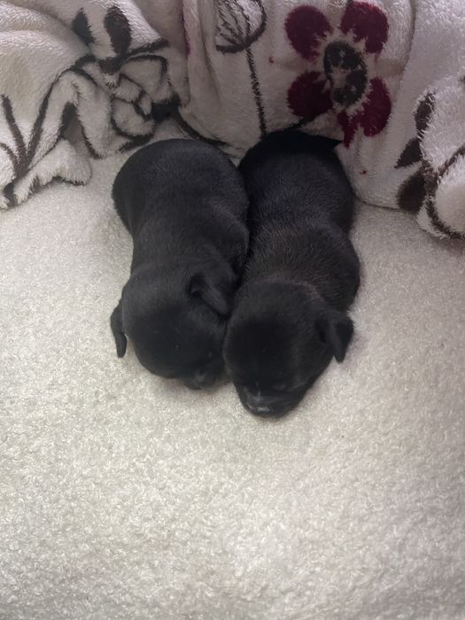 Чіхуа хуа стандрарт