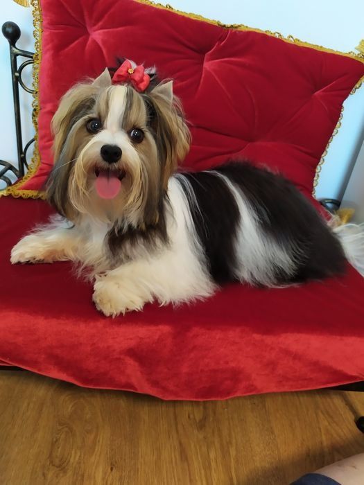 Bardzo maleńki samczyk z metryką ZkwP/FCI Biewer Yorkshire terrier.