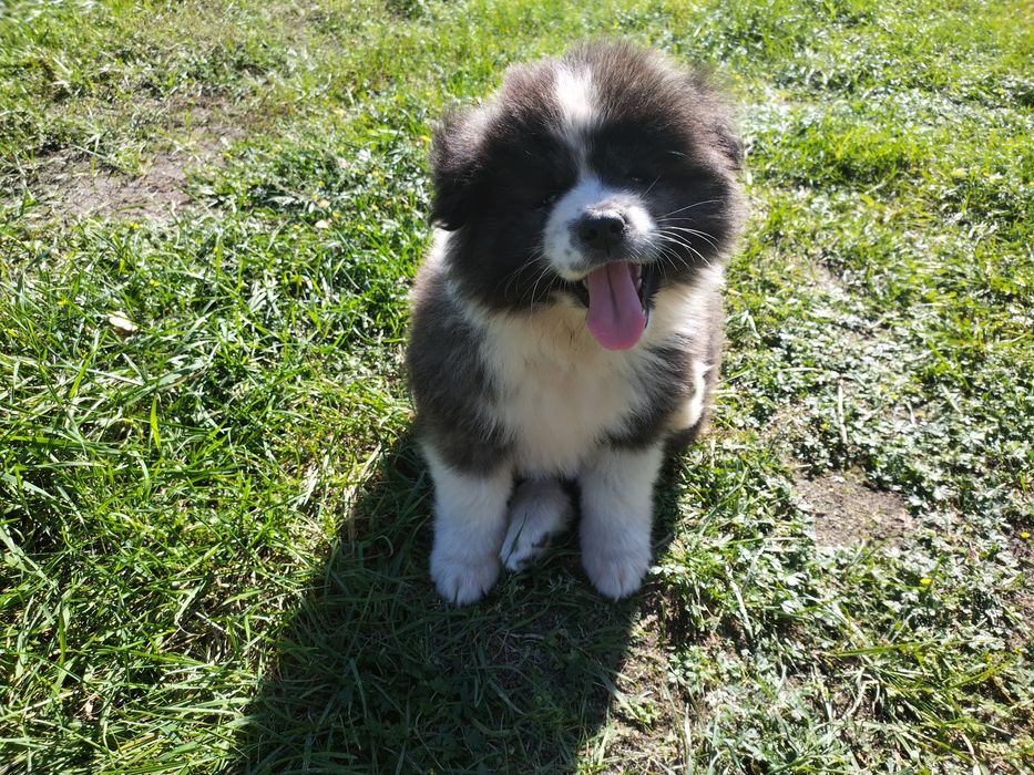 Długowłose Szczenię Japońska Akita Inu