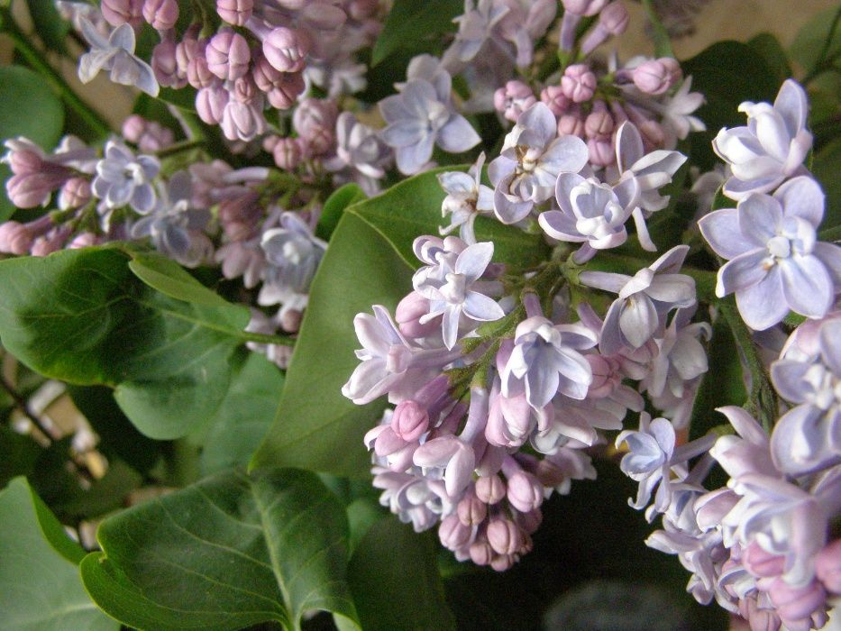 Продам саженцы сирени