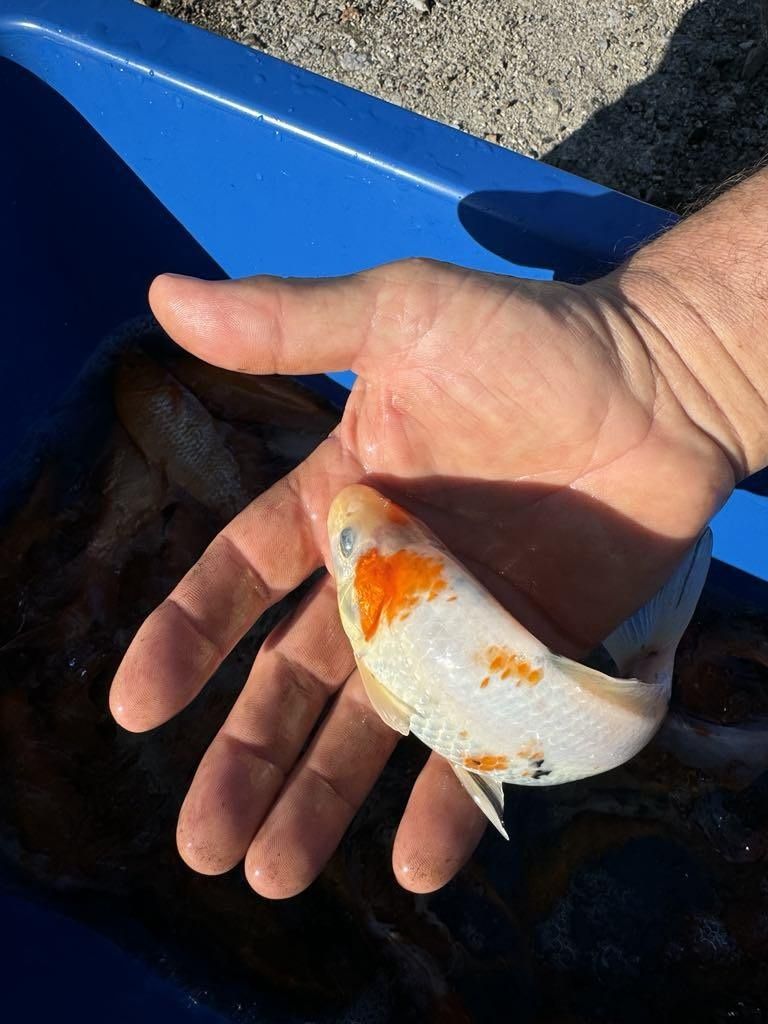 Karp Koi Narybek Karpia Koi Japoński