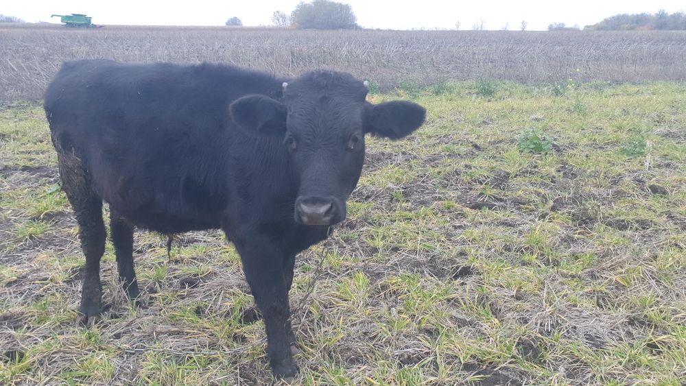 Продам  бичка...