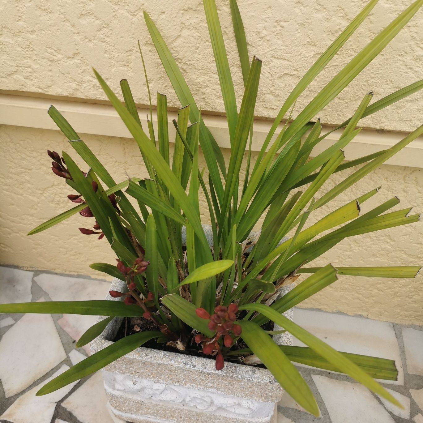 Orquídeas com vaso