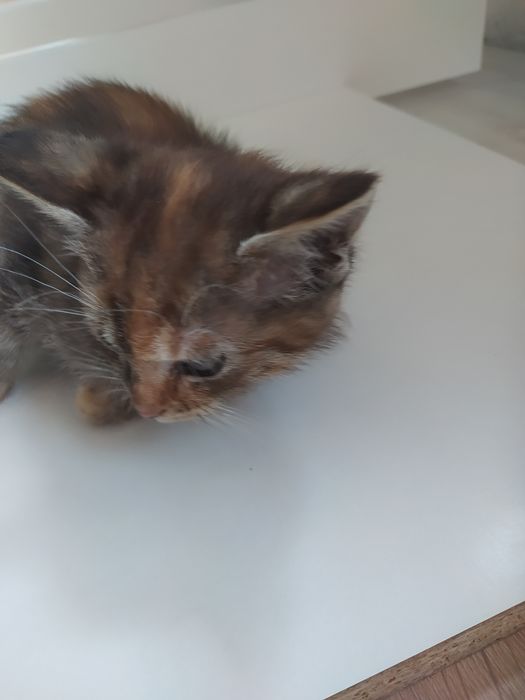 Kotke oddam za darmo