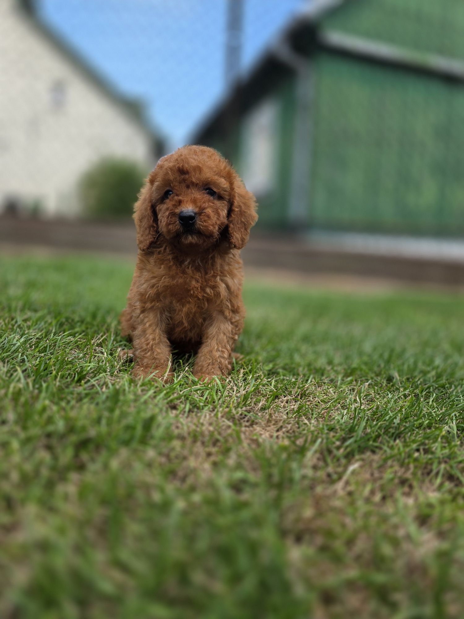 Pudel miniaturowy piesek