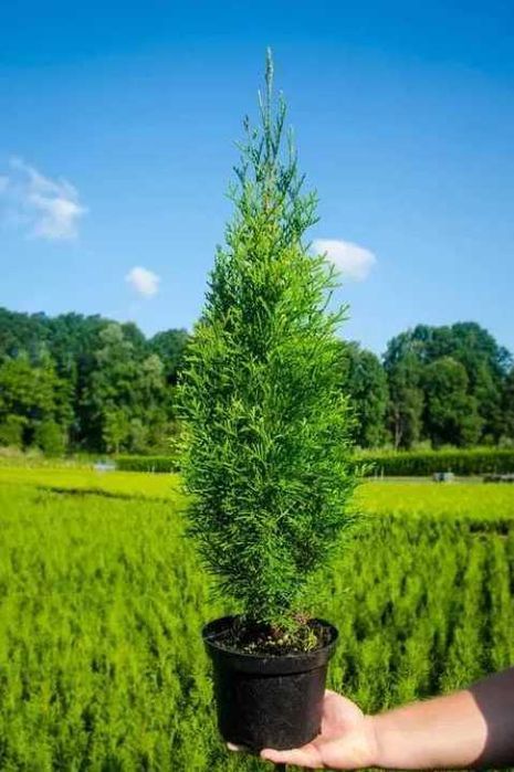 Tuja tuje szmaragd 60 - 80 cm  dostawa gratis