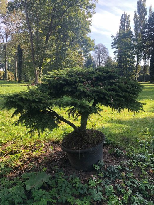 Świerk, Świerk gniazdkowy, Świerk karłowy, Bonsai