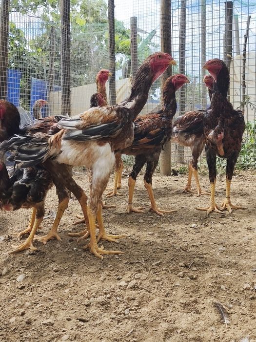 Frangos  Índio Gigante