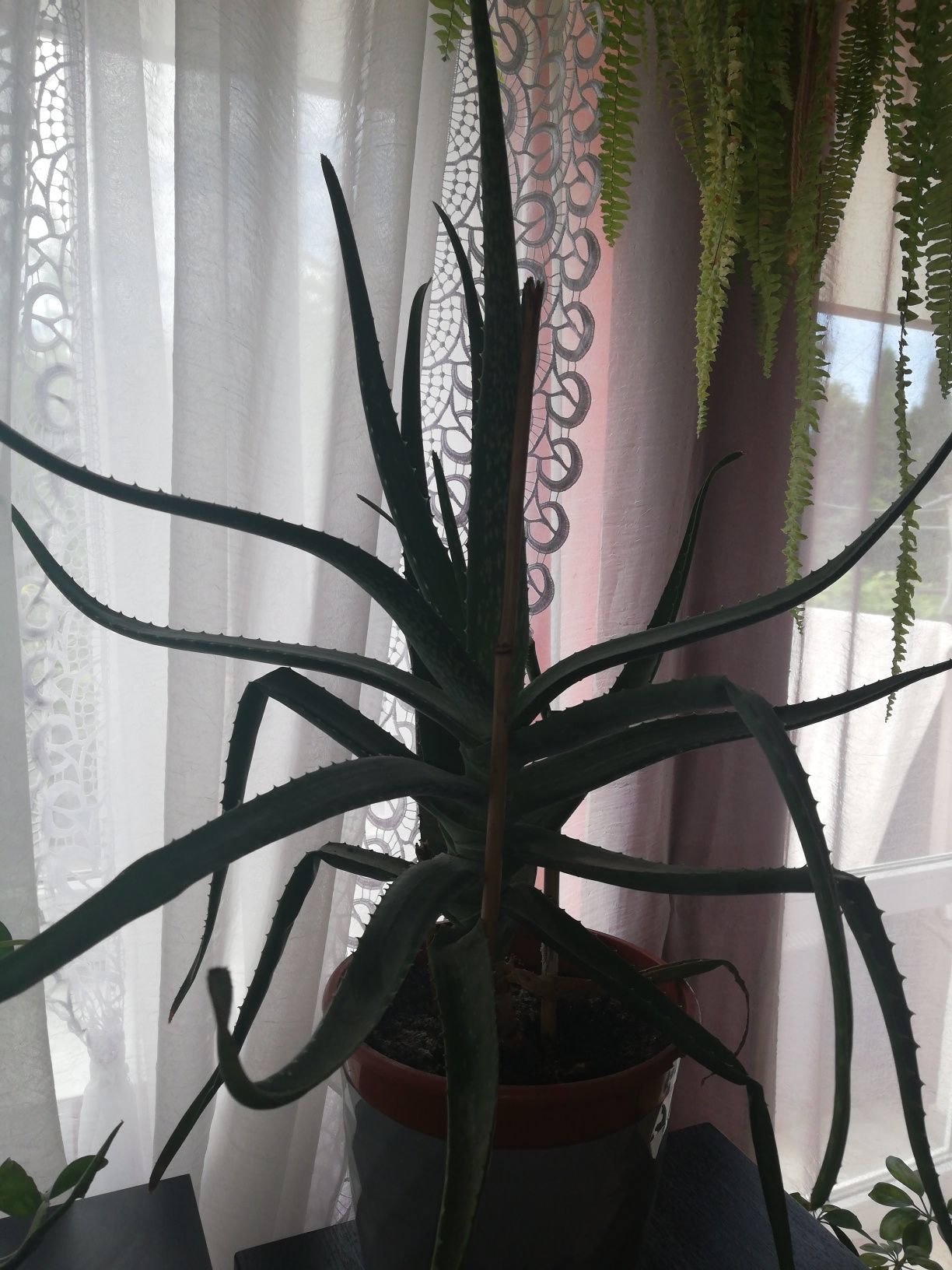 Aloes leczniczy aloe Vera bardzo duży