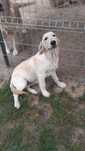 Golden retriever ..suczka ..z rodowodem