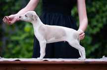 WHIPPET Chart Angielski - uroczy piesek z Filisart (ZKwP)