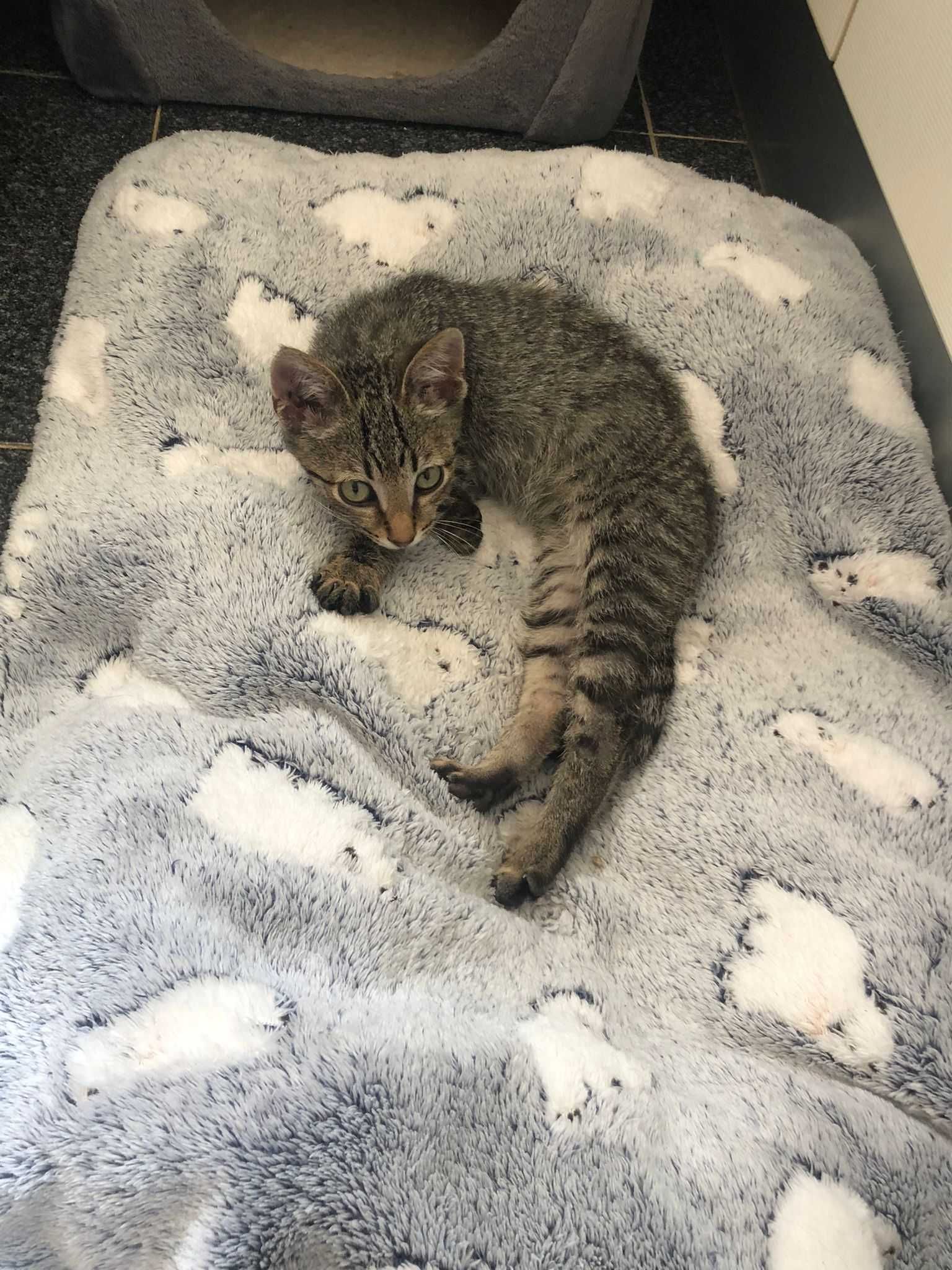 Dá-se gatinho bebé