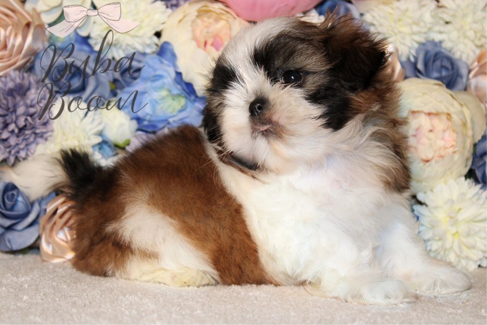 Rodowodowy Shihtzu gotowy do odbioru!