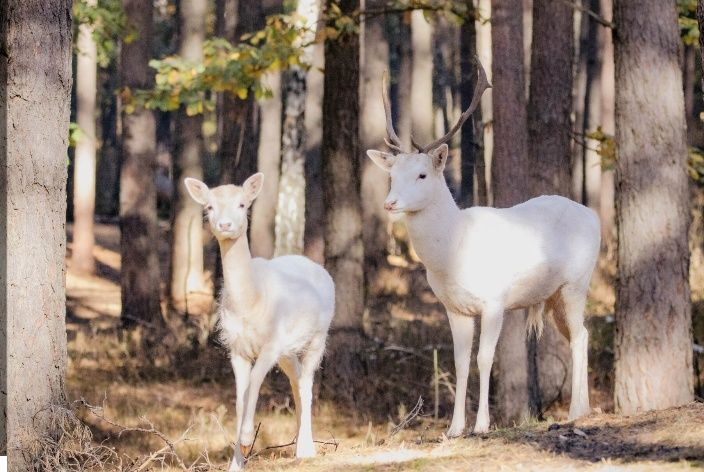 Piękny oswojony albinos byk