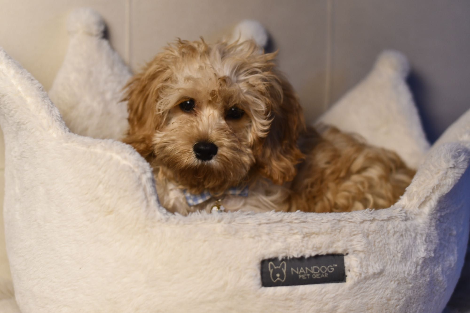 Cavapoo F1  wyjątkowy chłopiec gotowy do odbioru
