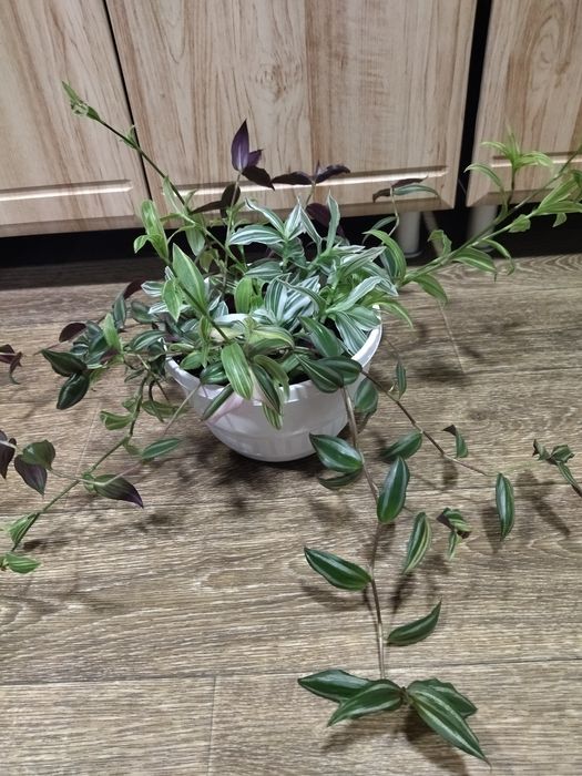 Традесканция кашпо.