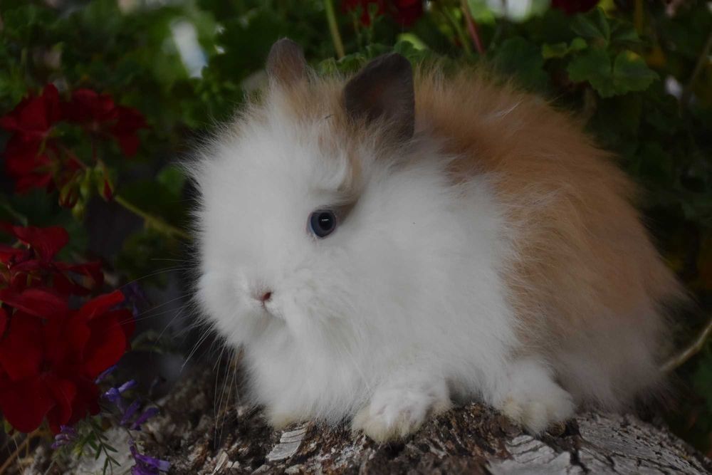Karzełek Teddy / karzełki Teddy / miniaturki / miniaturka