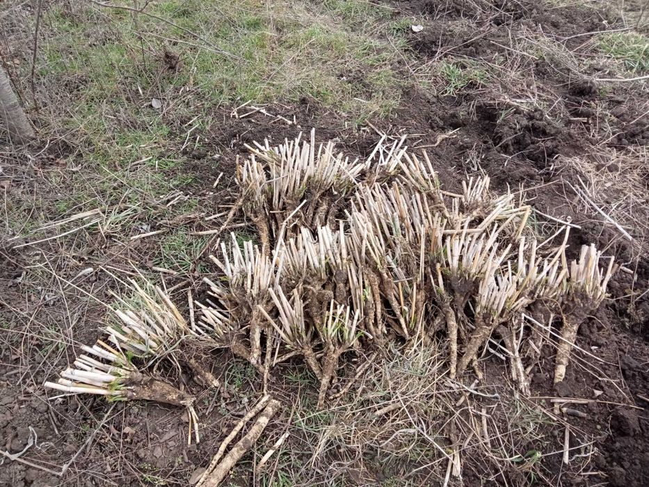 Саженцы Фенхеля обыкновенного "Сладкий укроп"