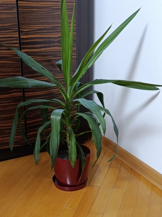 Пальма юкка, продам