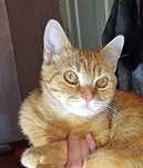 Кастрированный котик.