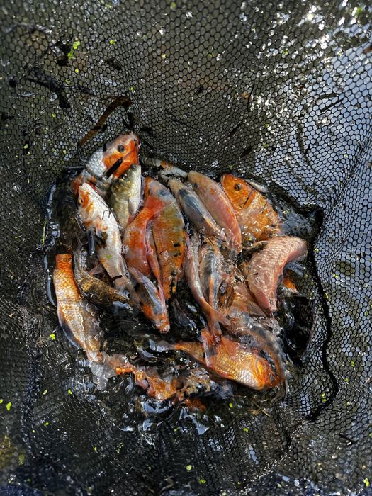Karp Koi kolorowe karpie