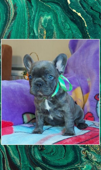 Веселі та кумедні французики