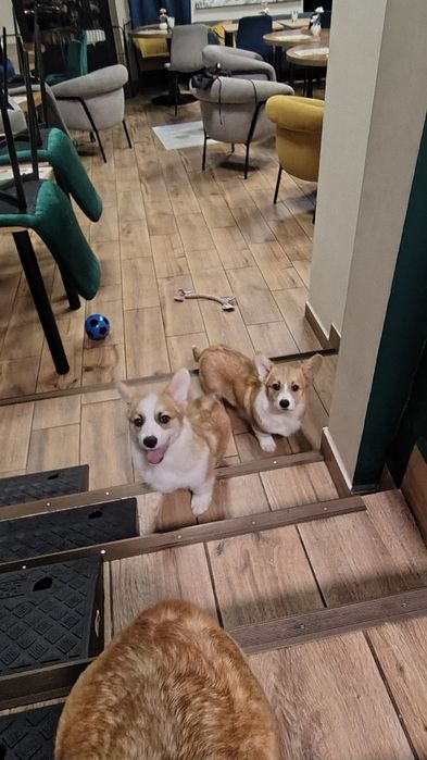 Welsh Corgi Pembroke FCI piesek