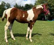 Klacz APH roczna American Paint Horse - Koń AQH - Źrebak Odsadek
