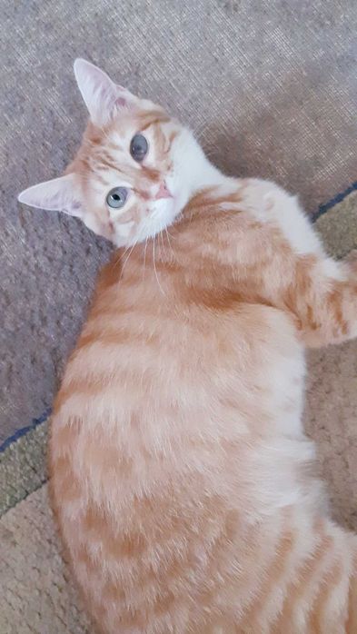 Отдам в добрые руки кошечку Хани