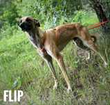 1, 5 roczny Flip w typie charta, adopcja