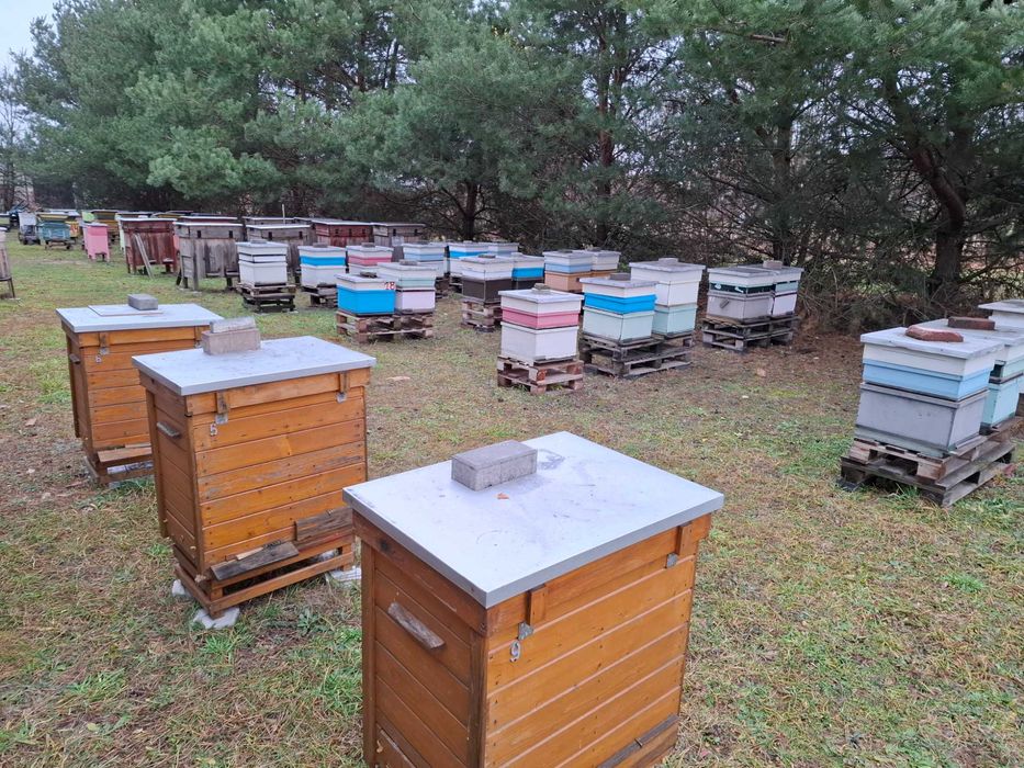 Odklady pszczele Wielkopolskie 2025 rok