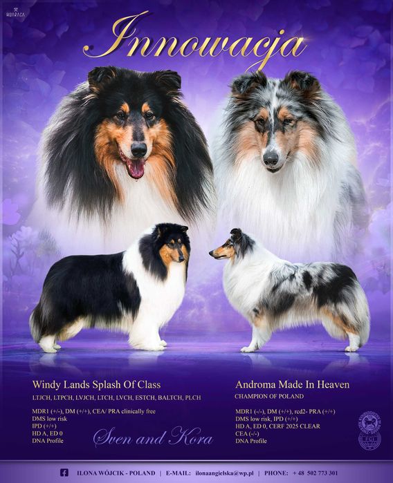 Owczarek szkocki długowłosy collie ZKwP/FCI