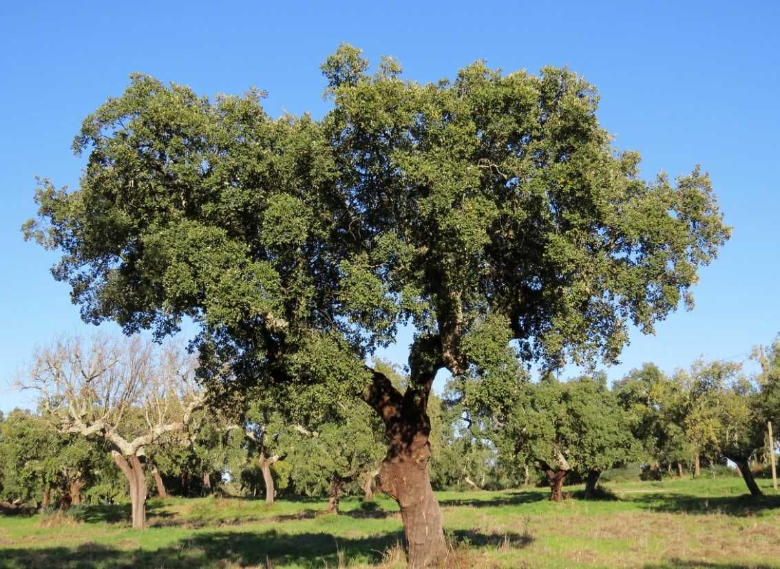 Escolha eficiente, sustentável - cortiça