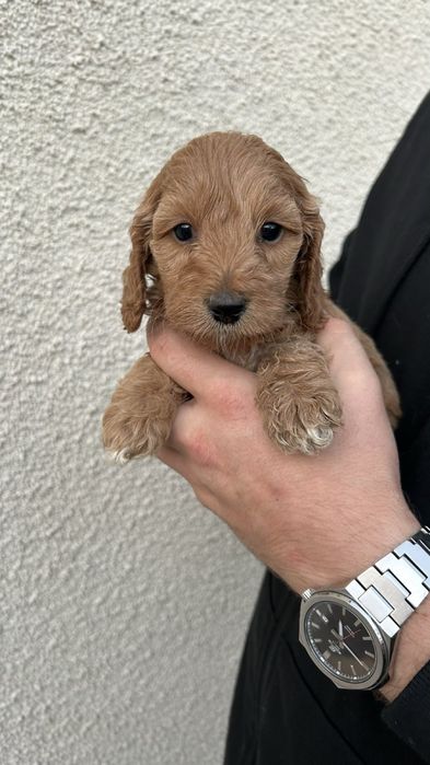 Собаки Кокапу шукають люблячу сімʼю , потішні, веселі, грайливі та ніж