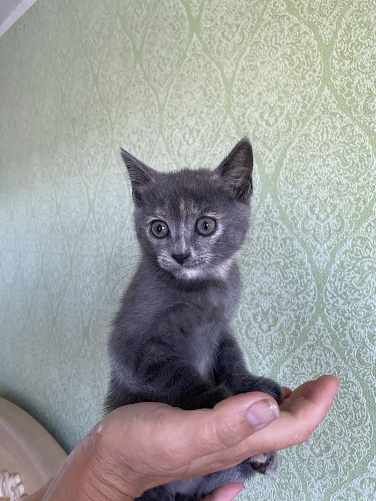 Відам котиків в добрі руки