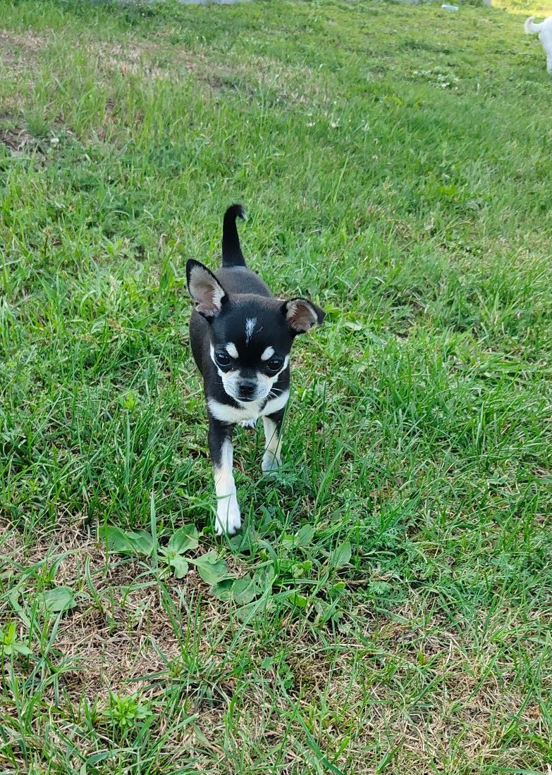 Chihuahua krótkowłosa