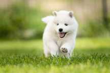 Piesek Samoyed ZKwP