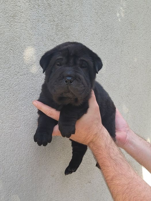 Sharpei preto macho