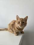 Rudy kot do adopcji kotka