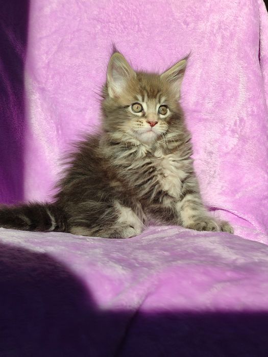 Кошенята породи Мейн-кун