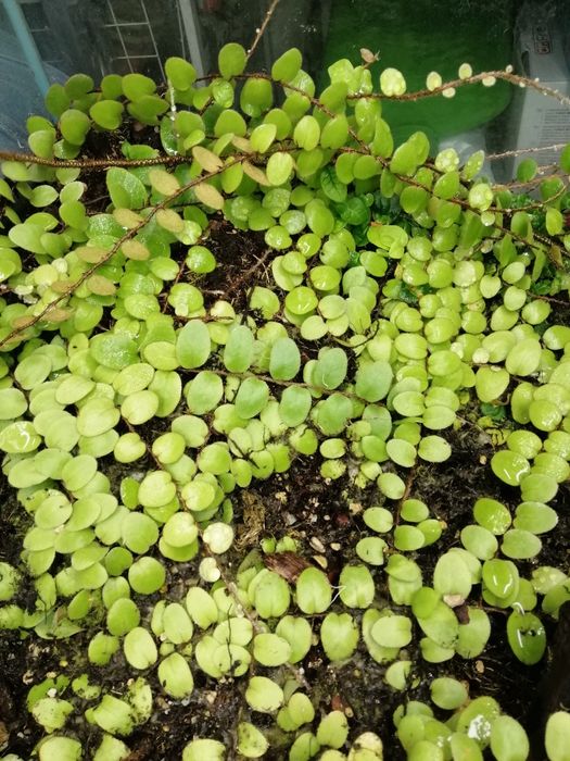 Мини папоротник pirrosia nummularifolia