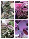 Trzykrotki tradescantia Zebrina Nanouk Pink Paradise kwiaty  kolorowe