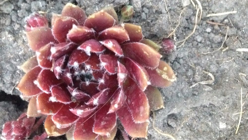 Каменные розы, молодило, кам‘яна роза