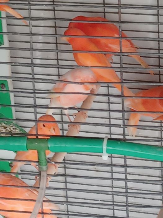 Canários vermelhos intensos e nevados para cedência.