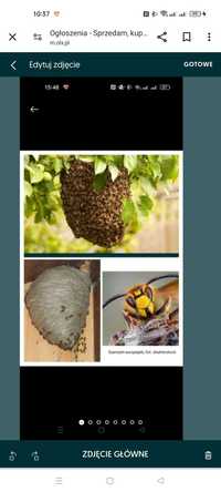 Łapanie pszczół i likwidacja gniazd os i szerszeni