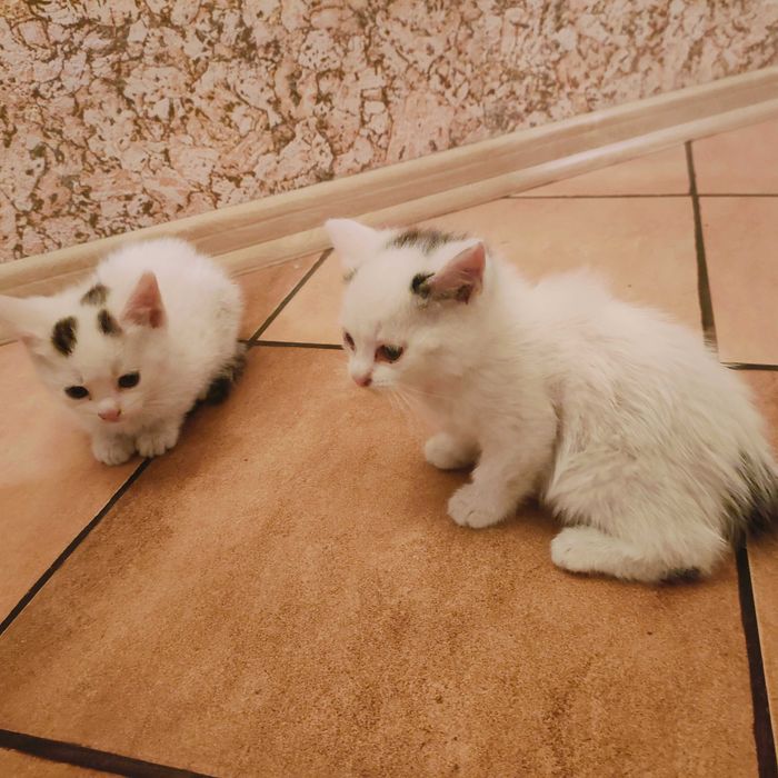 Oddam kotki w dobre ręce