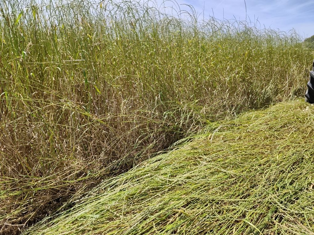 Feno | Hay - Seedmix and ryegrass