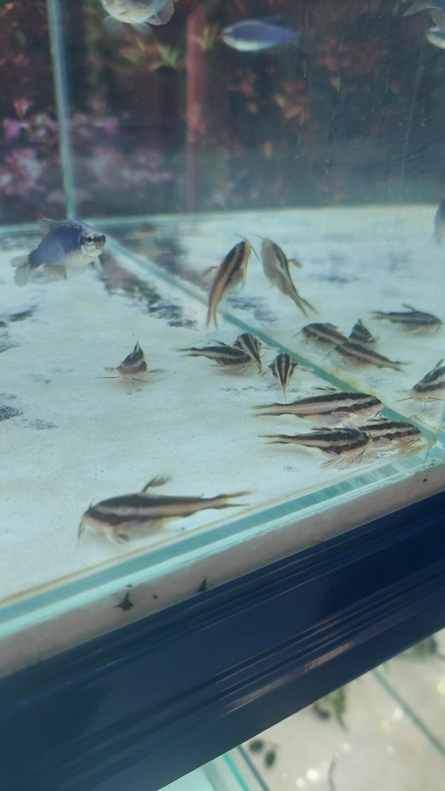 Rybki akwariowe - Platydora kolczasta