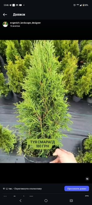 Туя різні сорти 3 річні в горщику